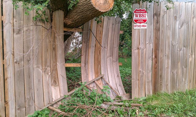 GRMI Tree Removal Image