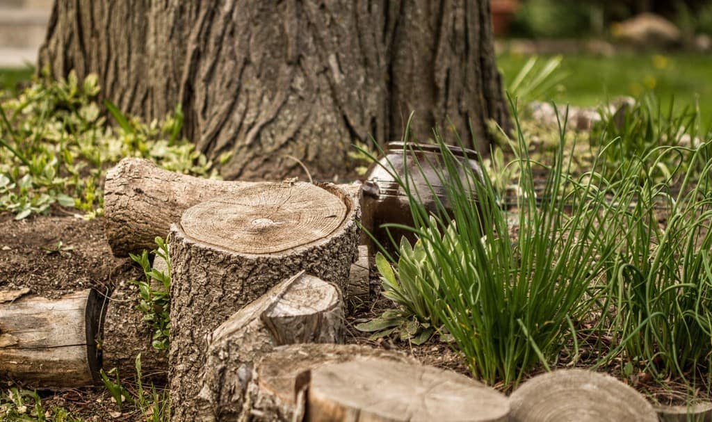 GRMI Tree Removal Image