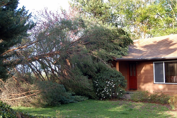 GRMI Tree Removal Image