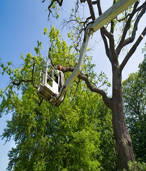 Plymouth Tree Service Logo