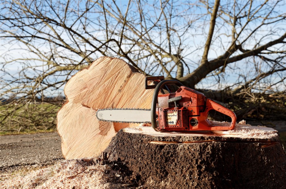 Auburn Ca Tree Service Image