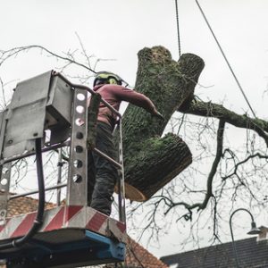 Royce Tree Service Image
