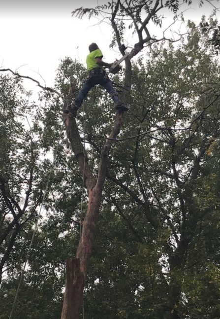 Royce Tree Service Image