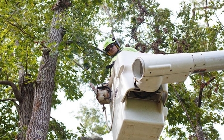 Royce Tree Service Image
