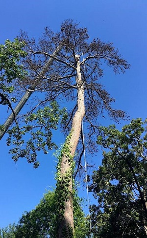 Economy Tree Service of Hoover Image