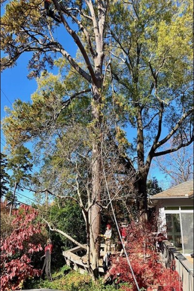 Economy Tree Service of Hoover Image