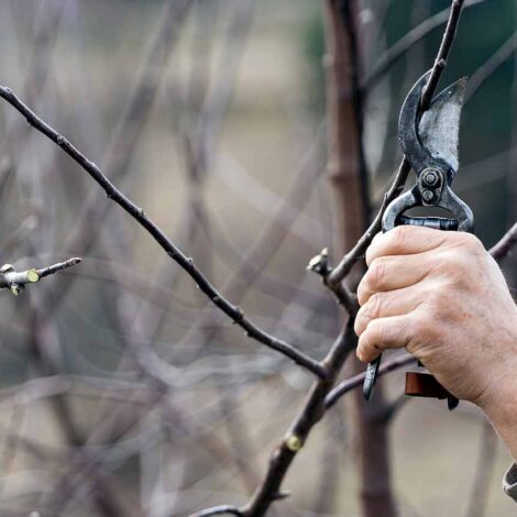 Tree Service Lancaster PA Image