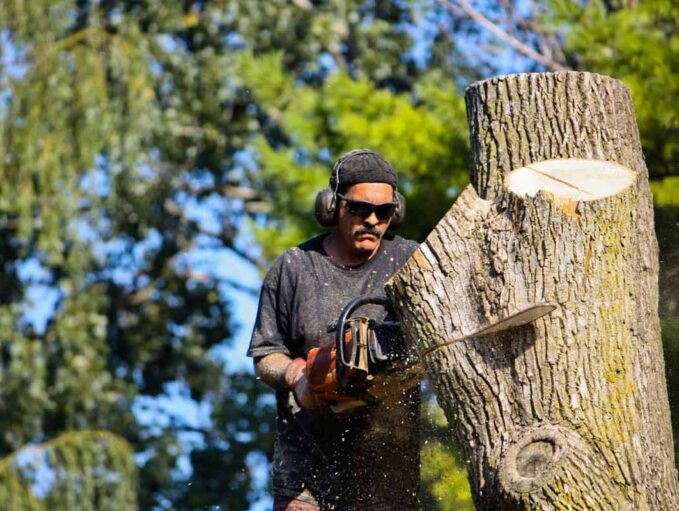 Tree Service Lancaster PA Image