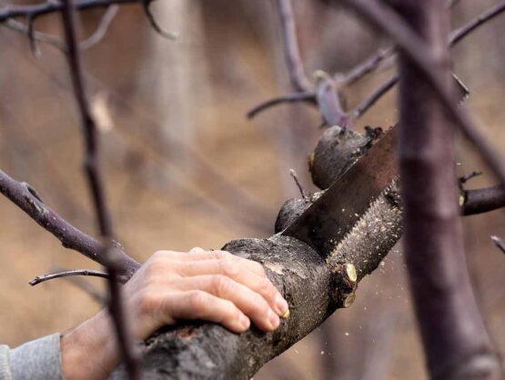 Tree Service Lancaster PA Image