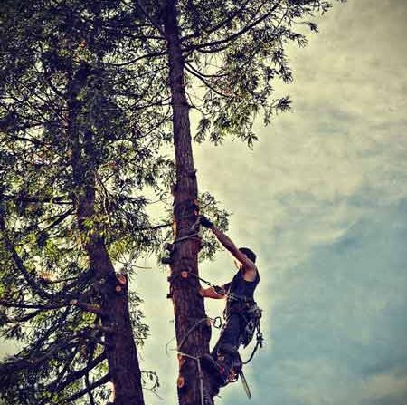 Tree Service Lancaster PA Image