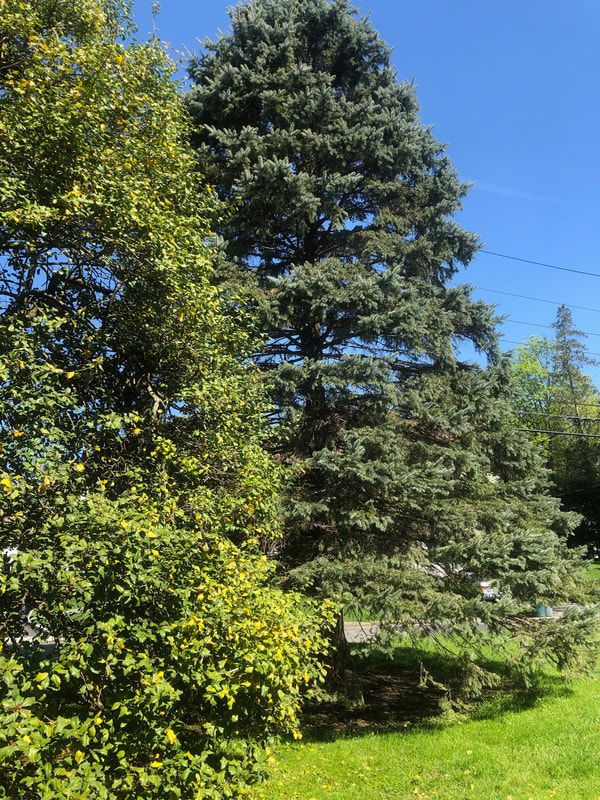Tree Service Champaign Il Pros Image