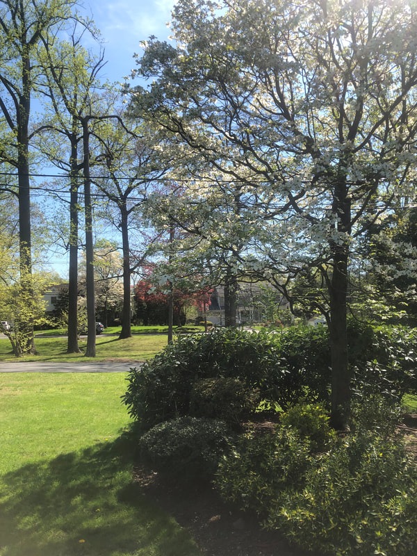 Tree Service Champaign Il Pros Image