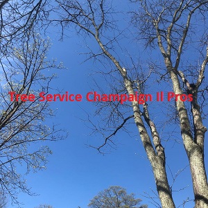 Tree Service Champaign Il Pros Logo