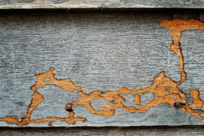 Affordable Termite Control Long Beach Image