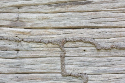 Affordable Termite Control Long Beach Image