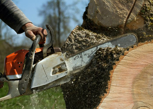Boston Tree Service Image