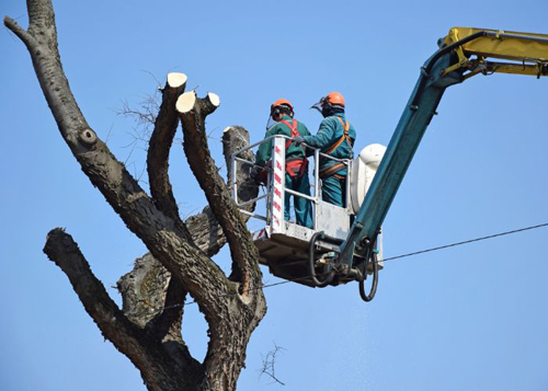 Boston Tree Service Image