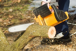 Waterloo Tree Service Pros Image
