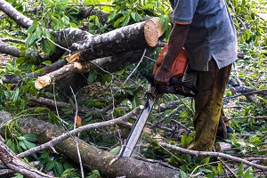 Waterloo Tree Service Pros Image