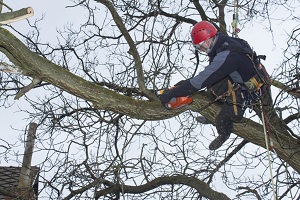 Waterloo Tree Service Pros Image