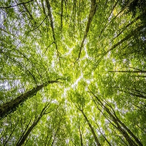 Lauren Tree Service Silver Spring Image