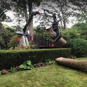 Lauren Tree Service Silver Spring Image