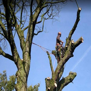 Lauren Tree Service Silver Spring Image