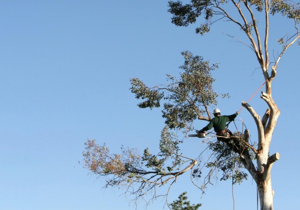 Brookfield Tree Service Image