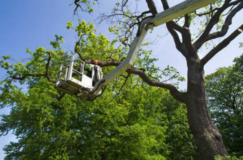 Brookfield Tree Service Image