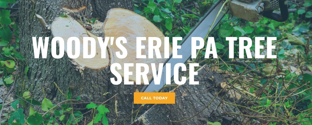 Woody&apos;s Erie Pa Tree Service Logo