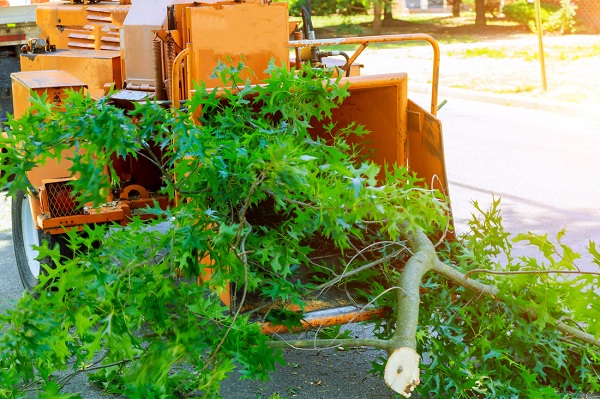 Woody's Erie Pa Tree Service Image