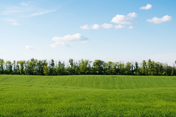Woody's Erie Pa Tree Service Image