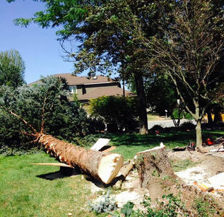 Tree Service of Charlottesville Image