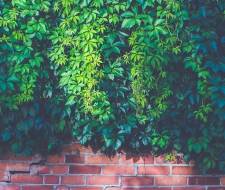 Clipper Tree Service of Orland Park Image