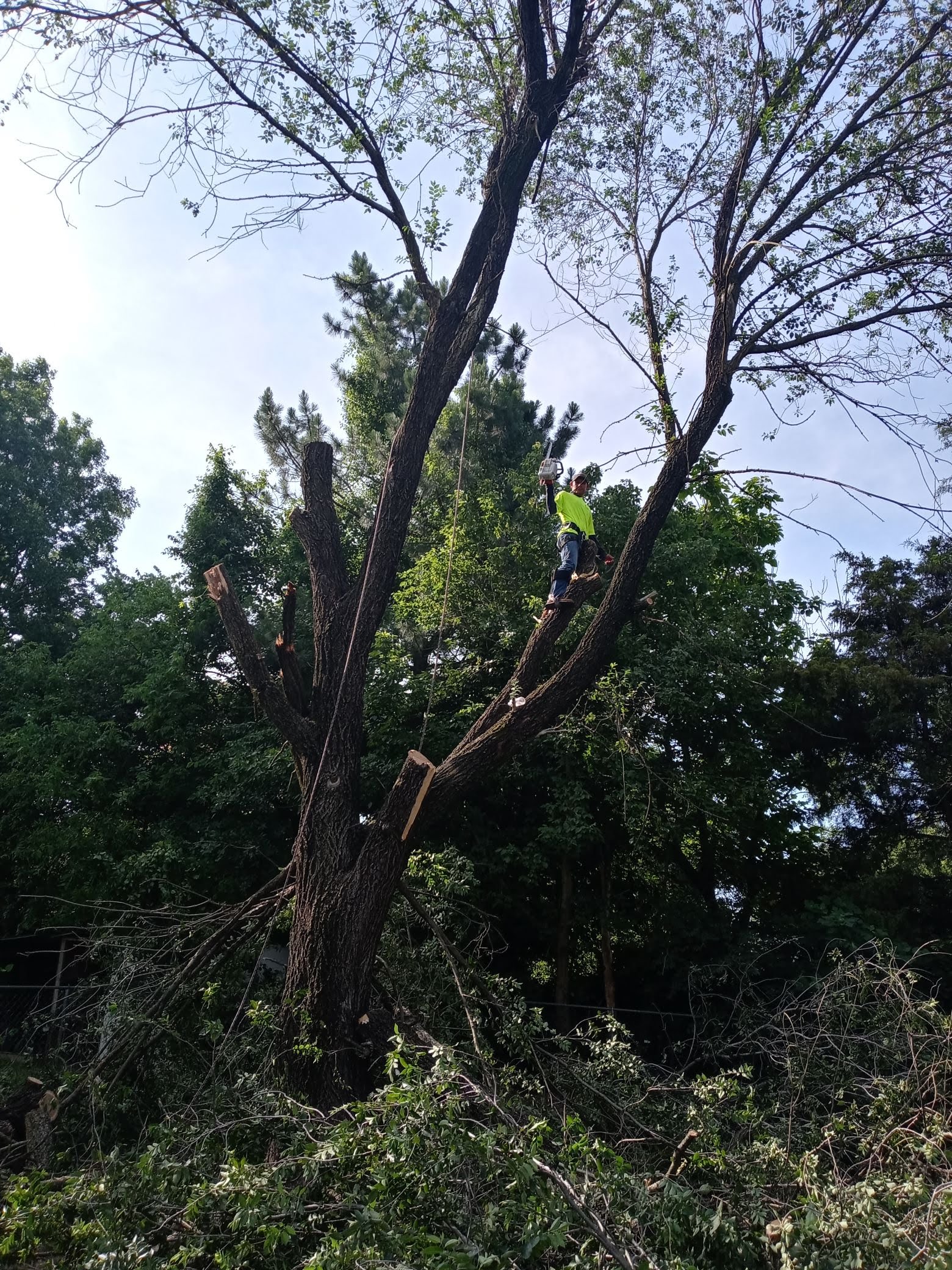 Caceres Tree Service Image