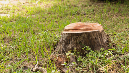 Yucaipa Tree Service Image