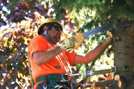Duluth Tree Service Logo