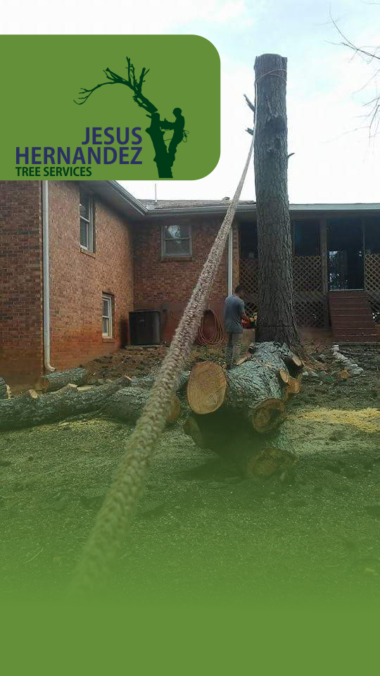 Jesus Hernandez Tree Service Image