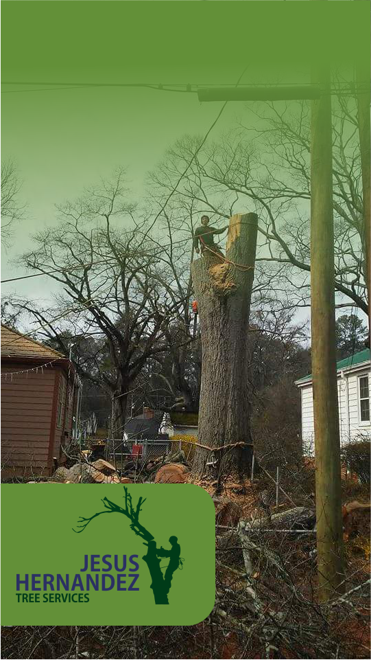 Jesus Hernandez Tree Service Image