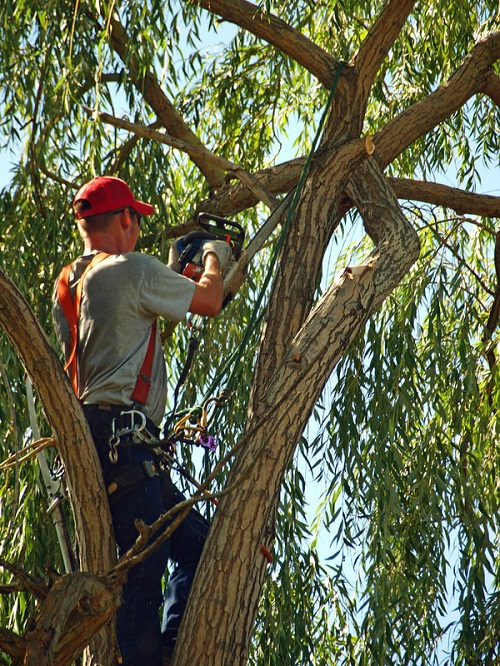 OC Tree Service Pros Image