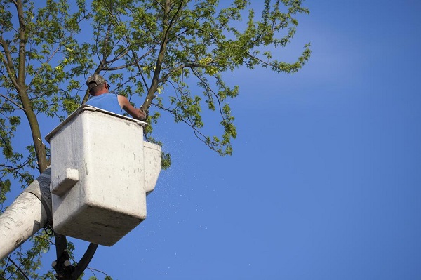 OC Tree Service Pros Image