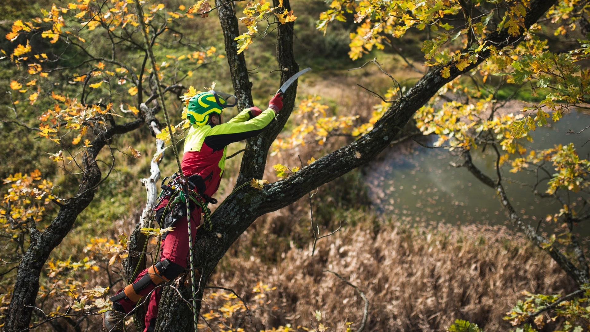 Lodi Tree Service Experts Image