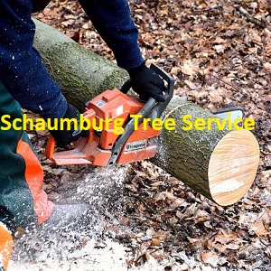 Schaumburg Tree Service Logo