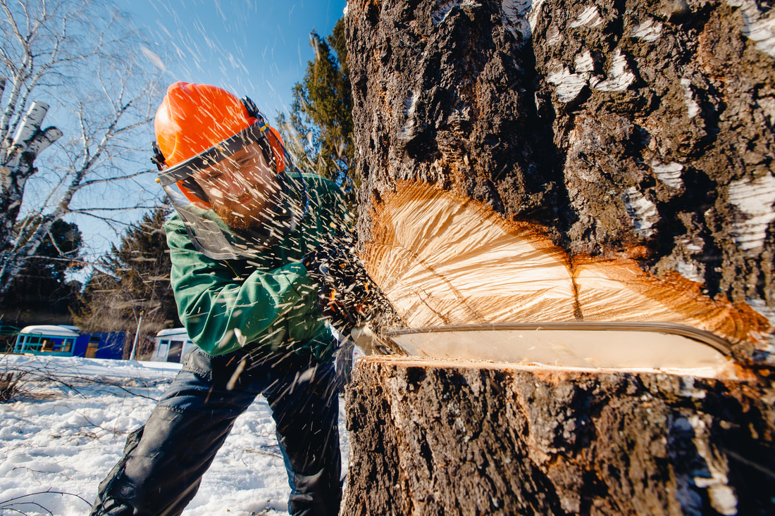 Lawrence Tree Pros Logo