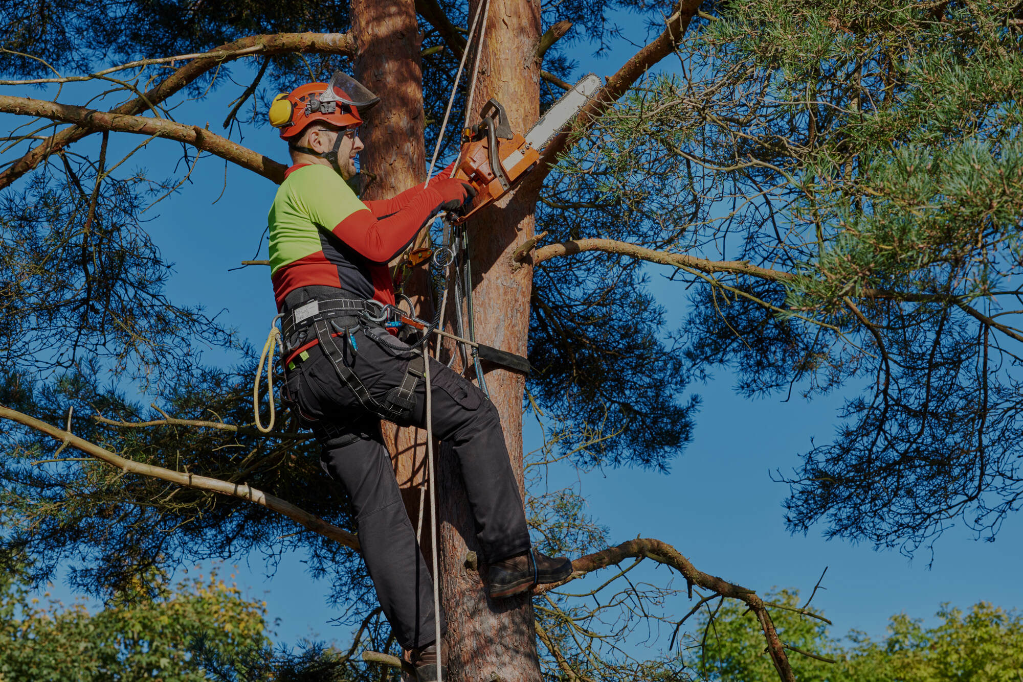 Lawrence Tree Pros Image