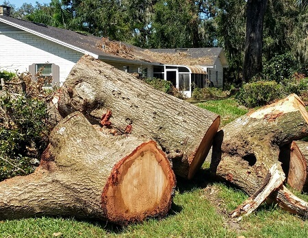 Top Tree Service Co. Image