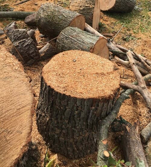 Top Tree Service Co. Image