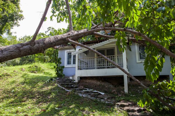 Truckee Tree Service Pros Image