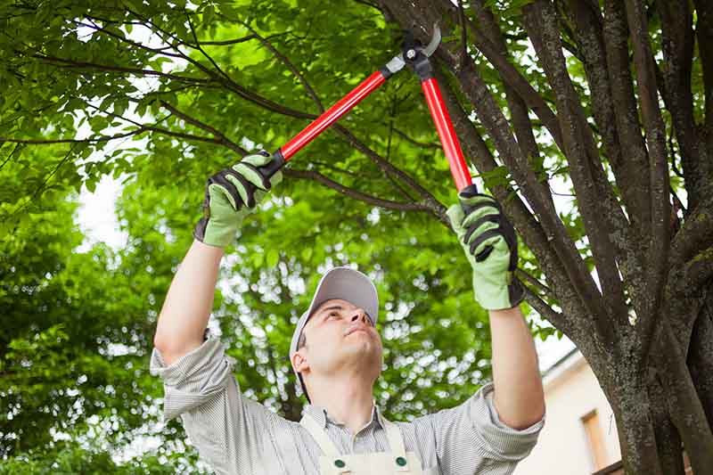 Truckee Tree Service Pros Image