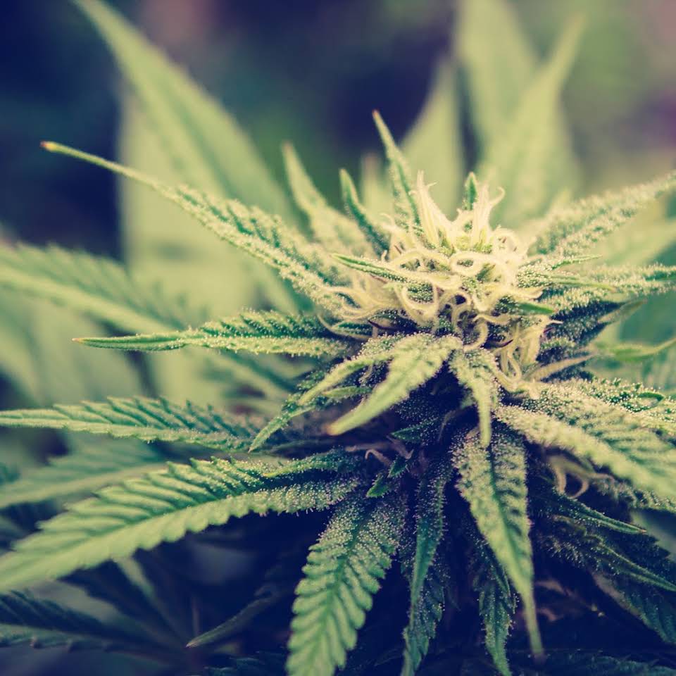 Buds MJ Delivery Image